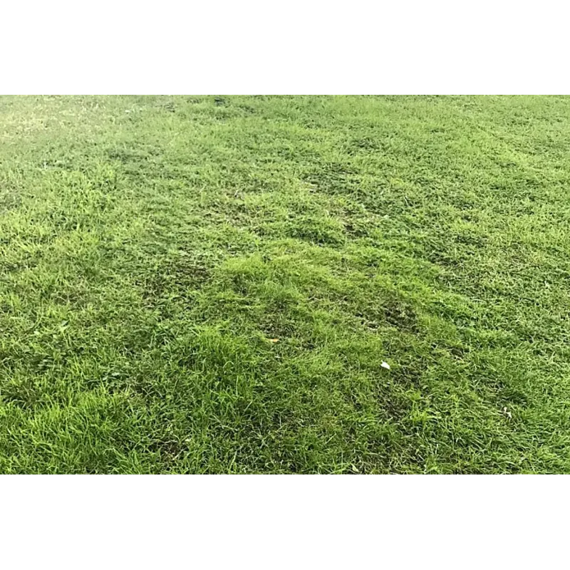 Automower Hybridgräs 20m2